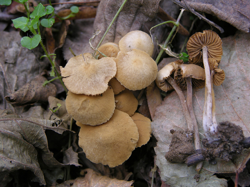 Un fosso......e una marea di funghi.(parte 1)